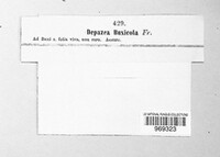 Mycosphaerella buxicola image